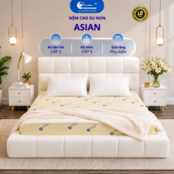 nệm CSN asian-mô phỏng độ đàn hổi CSTN